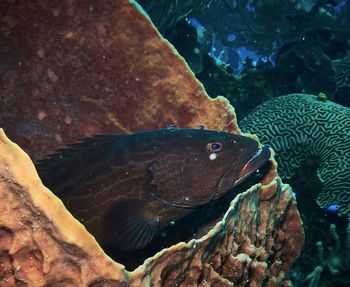 Close-up of fish swimming in sea