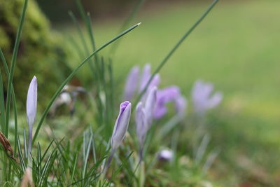 Close-up of purple crocus flowers on field