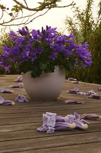 Close-up of pink flowers