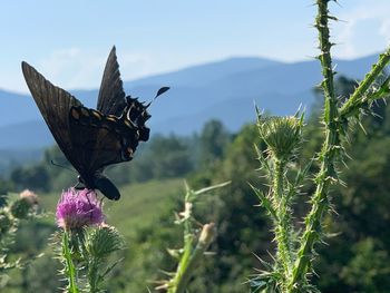 Close-up of butterfly pollinating on flower