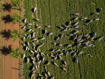 Top view of nellore cattle herd on green pasture in brazil