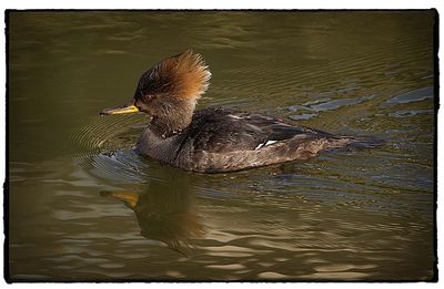 Close-up of duck swimming in lake