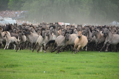 Horses on grassy field