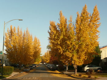 Autumn trees by road in city