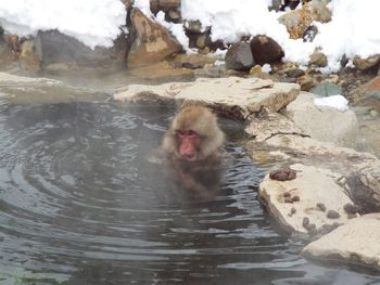 Monkey in a lake