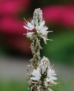 Close-up of white flowering plant