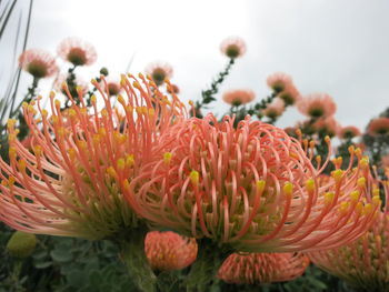 Close-up of orange flowers blooming by sea