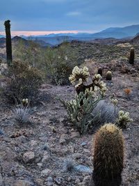 Cactus growing on field against sky