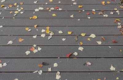 High angle view of yellow maple leaves