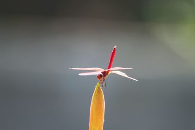 Close-up of dragonfly