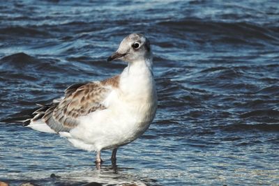 Seagull perching on a sea