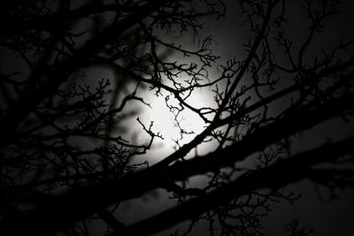 Low angle view of silhouette bare tree against sky at night