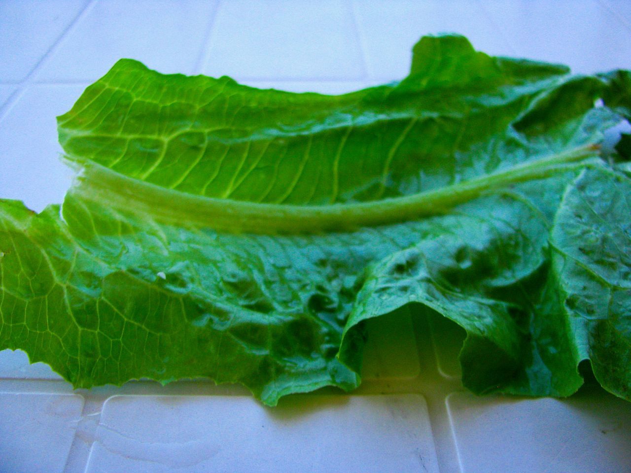 CLOSE-UP OF FRESH GREEN LEAVES WITH LEMON SLICE