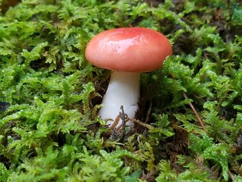 Close-up of mushrooms growing on tree trunk