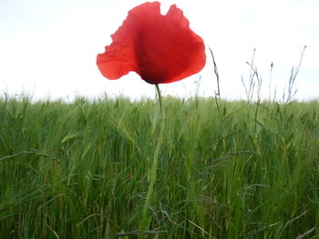 Red poppies growing in field