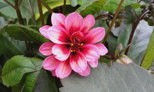 Close-up of pink flowers