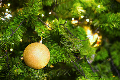 Close-up of christmas tree on plant