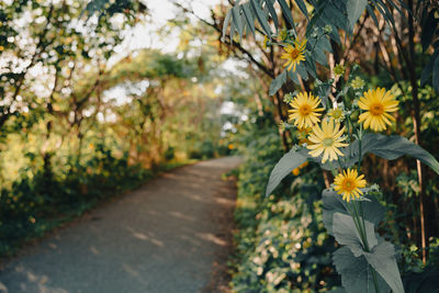 Close-up of yellow flowering plants in park