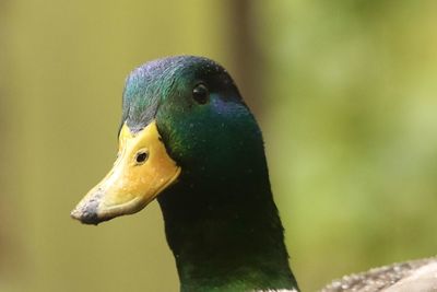 Close-up of duck
