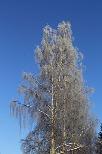 Low angle view of tree against clear blue sky