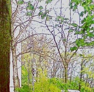 Plants growing on tree