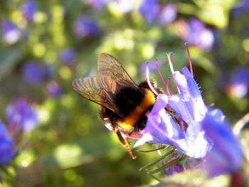 Close-up of butterfly on purple flower