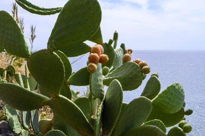 Low angle view of plant