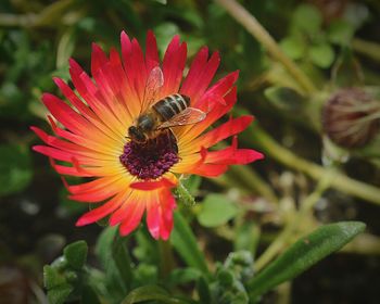 Close-up of bee on orange flower