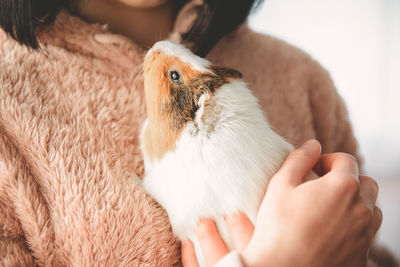 The guinea pig in the girl's arms