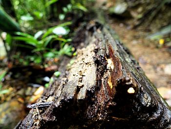 Close-up of tree trunk in forest