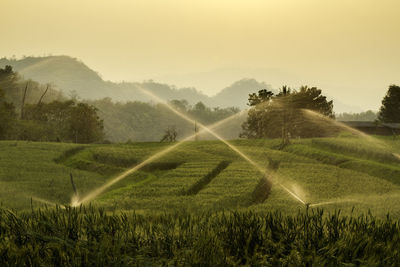 Scenic view of agricultural field against sky