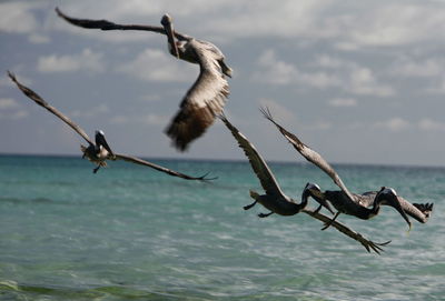 Side view of pelicans flying over sea