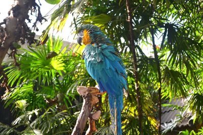 Low angle view of bird perching on tree
