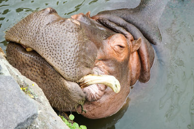The old hippopotamus