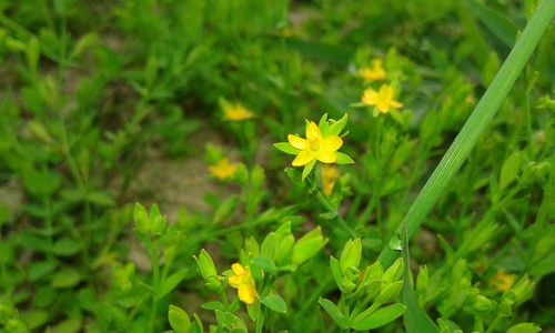 Close-up of yellow flower blooming in field