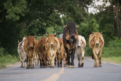 Herds of cattle walk horizontally across country roads.