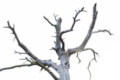 Low angle view of bare tree against clear sky