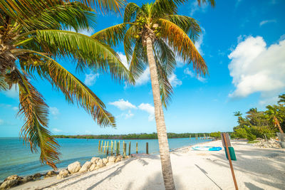 Palm trees on beach against blue sky