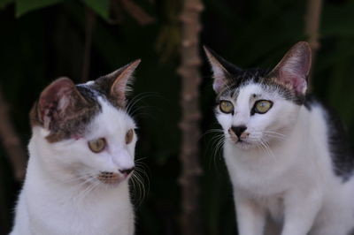 Close-up of cats