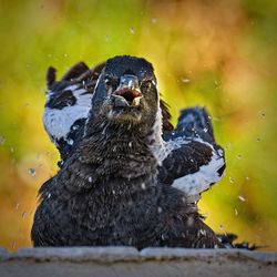 Close-up of a bird