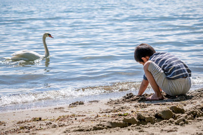 Child playing sands on beach while swan swimming in water.  little boy with cygnus olor. mute swan. 