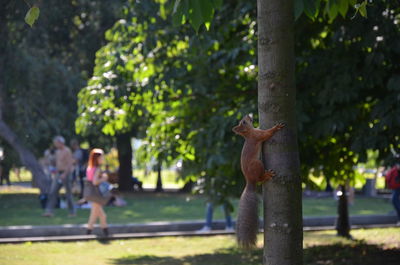 Lizard on tree