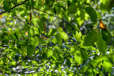 Low angle view of berries growing on tree