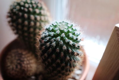 Close-up of cactus plant in pot