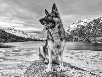 Dog on a lake