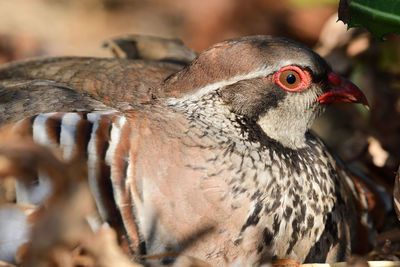 Close-up of a french partridge sitting on the ground 