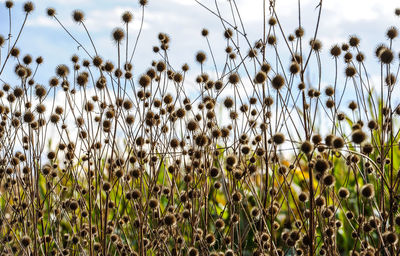 Close-up of crops on field against sky