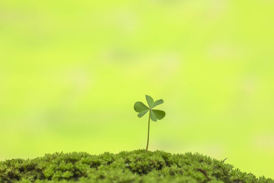 Close-up of small plant growing on field