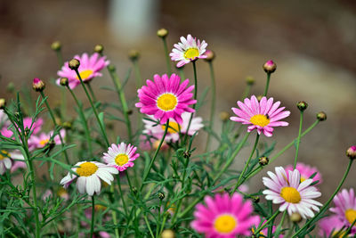 Close-up of pink flowering plants