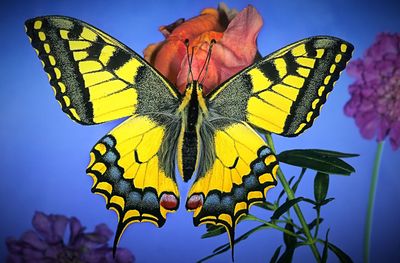 Close-up of butterfly perching on leaf